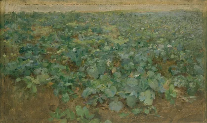 Das Rübenfeld